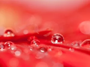 Chăm sóc sau nhổ và phục hồi